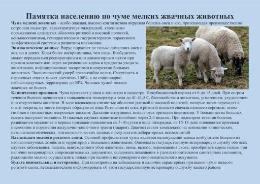 Чума мелких жвачных животных..