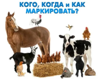 ПАМЯТКА ВЛАДЕЛЬЦУ ЖИВОТНЫХ об обязательном маркировании и учете сельскохозяйственных животных